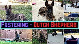 Bridgette - Dutch Shepherd Fostering & Training