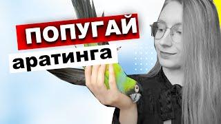 Стоит ли заводить попугая Аратингу? Плюсы и минусы аратинги  Солнечная, нандайя яйдайя черноголовый