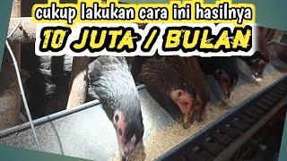 SEHARUSNYA ANDA JUGA BISA ‼️ Ternak ayam kampung UNTUNG puluhan juta tiap bulan