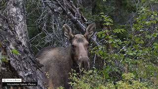 Dominant Bull Moose Chases the Young Bulls Off #moose