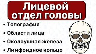 Лицевой отдел головы: топографическая анатомия головы