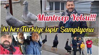 Hatay'dan iki kez Türkiye ispir Şampiyon'u Muntecep  Yolcu#aksoyfiloelvanguvercinleri#Muntecepyolcu