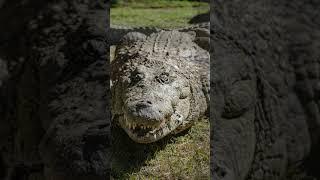 Did You Know? Crocodilles