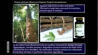 Medicinal and Edible Plants of Cameroon