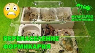 Myrmecia (Мирмеции) перенаселили формикарий Гигант Хаус Комфорт