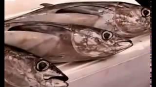 Overfishing Documentary Where Are All Our Fish [Documentary Channel 2017]
