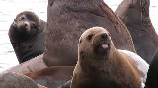 Barking sea lions making raucous cacophony in quiet B.C. bay