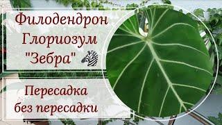 Филодендрон Глориозум  Зебра . Пересадка без пересадки.