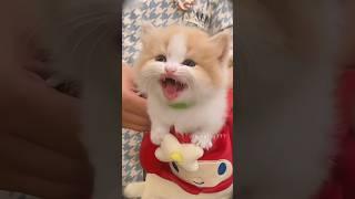 The Cutest Kitten Ever! #cute  #cat #kitten #meow  #funnyvideo