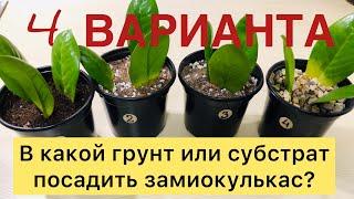 В КАКОЙ ГРУНТ ИЛИ СУБСТРАТ ПОСАДИТЬ ЗАМИОКУЛЬКАС? / Эксперимент / 4 ВАРИАНТА