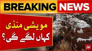 Cow Mandi 2024 in Karachi Maweshi Mandi 2024| Breaking News