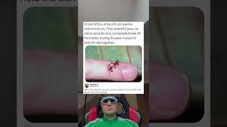 In East Africa army ants are used as natural sutures their powerful jaws can clamp wounds shut