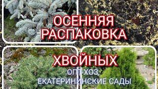 Осенняя распаковка хвойныхДОЛГОЖДАННЫЕ растения во всех смыслах) Что происходит с доставкой?