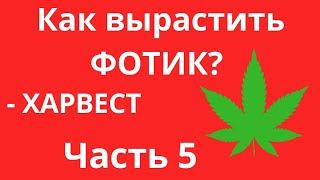 КАК ВЫРАСТИТЬ ФОТИК? ЧАСТЬ 5 ФИНАЛ | ХАРВЕСТ | КОГДА СОБИРАТЬ?