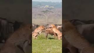 Cheetah Hunting Wildebeest Figth Animal   #shorts #animals #viral