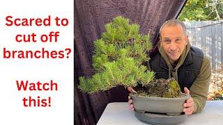 Bonsai Transformation Black pine Don't be scared to cut off branches to make better bonsai