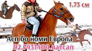 Асп бо номи Европа фурӯхта мешавад.92.7431400.ватсап