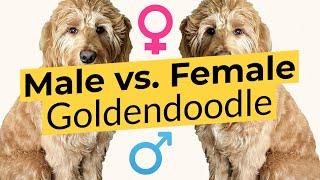 Male vs. Female Goldendoodle - Differences Explained! 