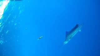 Sailfish Strike Rapala Trolling Lure Recorded by Spydro Camera on my Hobie PA 14.