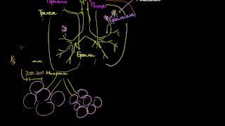Легкие и дыхательная система