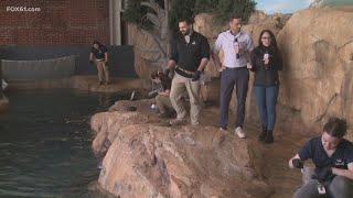 Inside look at Norwalk's Maritime Aquarium | FOX61 Winter Bucket List