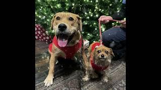 AWG Ambassador Canine Team