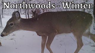 Harsh Northwoods Winter  - Trail Camera Videos