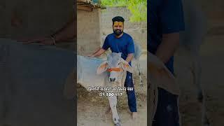 कैसा लगा किशोरी का photo. #cow  #cows #cowvideos #youtubeshorts  #shorts #gaiya #viralvideo #ytviral