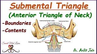 Submental triangle of neck/ Anatomy/ Simplified - Boundaries and contents/ Anterior triangle of neck