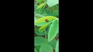 First Come Aphids Then Come Ladybirds.  The Cycle of Life