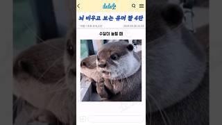 수달이 놀랄 때