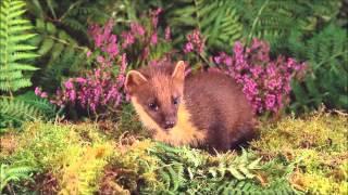 Go wild with your Gopro. Pine marten Scotland by Dean Bricknell