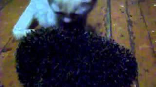 Hedgehog and a kitten