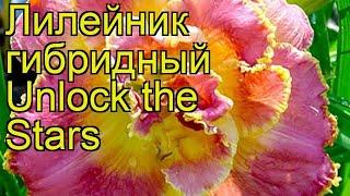 Лилейник гибридный Анлок зе Старс. Краткий обзор, описание hemerocallis Unlock the Stars