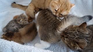 The density of cats in the birthing box is too high!