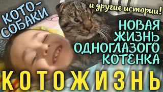 КОТО-СОБАКИ, НОВАЯ ЖИЗНЬ ОДНОГЛАЗОГО КОТЕНКА и другие истории!КОТОЖИЗНЬ!