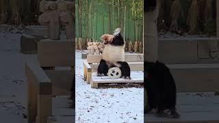Panda Does A Handstand Credit @panpan_doit via Instagram   #shorts  #reels  #fyp  #viral  #trending