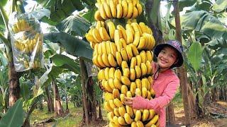 Sua harvests giant bananas - Pao still needs to rest after injury / SUNG A PAO HG