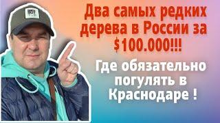 ВАУ! ЕДИНСТВЕННОЕ дерево в России за  100.000$! Шоу Импровизация в Standup bar Krasnodar на разрыв!