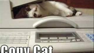 Crazy cats