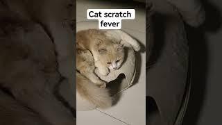cat scratch fever #funny #cat #kitten #cutecat #cute #viral #adoreble #cuteanimal #shotfeed