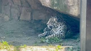 A little jaguar girl rests in the shade during the midday heat. Her mother came to her.