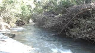 Water flowing  next to branches - HD stock footage - Nature video