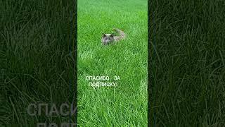 Nebelung on the hunt/ Нибелунг на охоте/#SHORTS #USA  #hunt