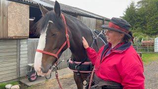 How to Harness a Horse for Carriage Driving