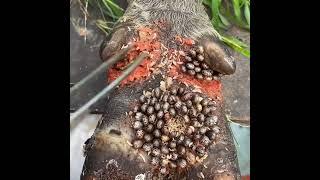 Removing Severe Tick Infestation | Animal Care & Treatment Process #satisfying #cleaning #facts #4k