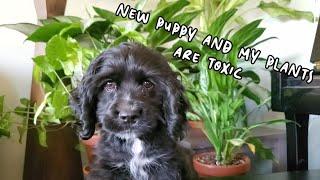 GOT A PUPPY AND ALL MY HOUSEPLANTS ARE TOXIC! | Making The Home Safe.