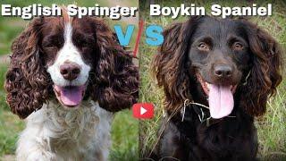 English Springer Spaniel VS Boykin Spaniel