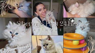 Siberian Kitten’s First 24 Hours at Home