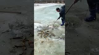 The Unique Technical Fish Trap  Of Catching Lot Of Fish#shorts #viral #fishing